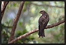 Zwarte Wouw. Black Kite, Milvus migrans Location: Kololi, the Gambia zwarte wouw MG 0701 kopie